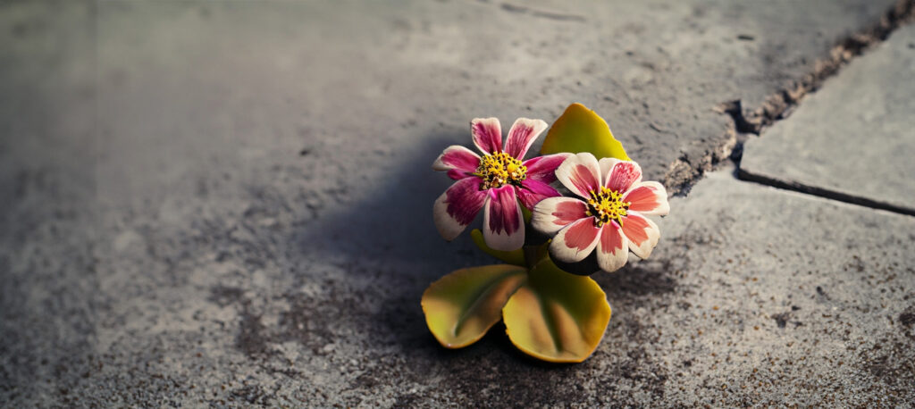 flower growing from concrete